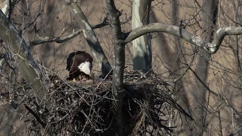 A Video Clip of a Bald Eagle Stock Footage 305006857