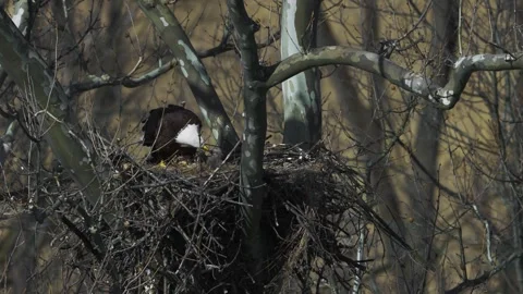 A Video Clip of a Bald Eagle Stock Footage 305007062