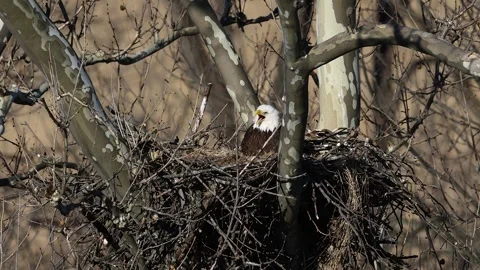 A Video Clip of a Bald Eagle Stock Footage 305007201