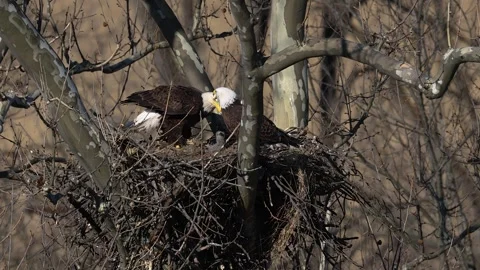 A Video Clip of a Bald Eagle Stock Footage 305007223