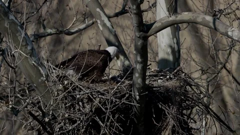 A Video Clip of a Bald Eagle Stock Footage 305007509