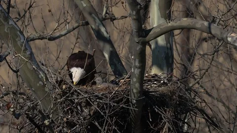 A Video Clip of a Bald Eagle Stock Footage 305007556
