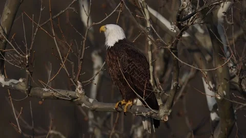 A Video Clip of a Bald Eagle Stock Footage 305800881