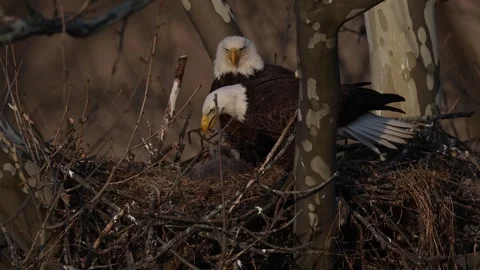 A Video Clip of a Bald Eagle Stock Footage 305800931
