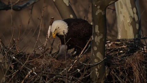 A Video Clip of a Bald Eagle Stock Footage 305801067