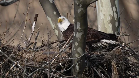 A Video Clip of a Bald Eagle Stock Footage 305801139