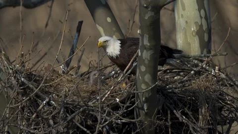 A Video Clip of a Bald Eagle Stock Footage 305801203