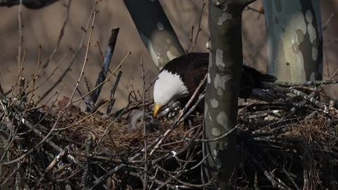 A Video Clip of a Bald Eagle Stock Footage 305801211