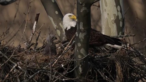 A Video Clip of a Bald Eagle Stock Footage 305801312