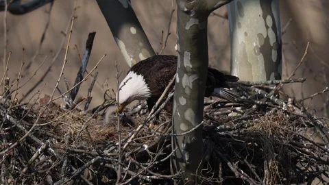 A Video Clip of a Bald Eagle Stock Footage 305801318
