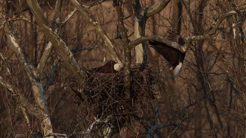 A Video Clip of a Bald Eagle Stock Footage 305801650