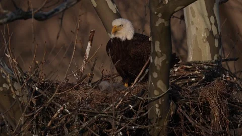 A Video Clip of a Bald Eagle Stock Footage 305801720