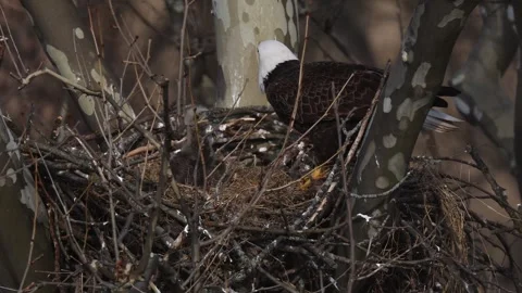 A Video Clip of a Bald Eagle Stock Footage 305801732