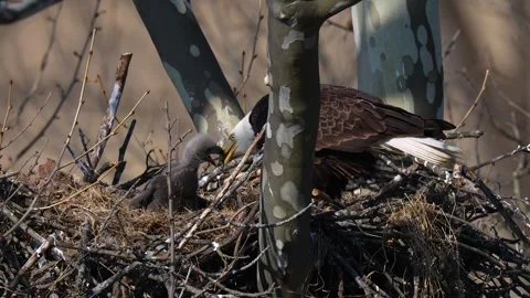 A Video Clip of a Bald Eagle Stock Footage 305801742