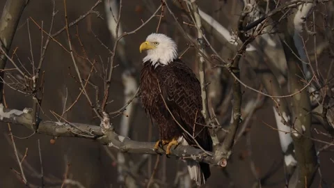 A Video Clip of a Bald Eagle Stock Footage 305801880