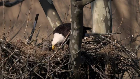 A Video Clip of a Bald Eagle Stock Footage 307354224