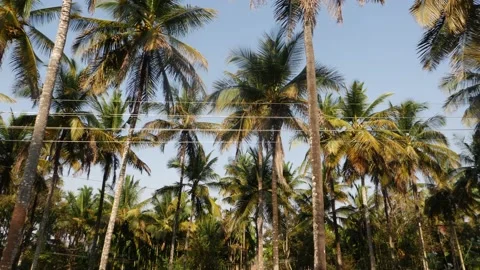Video clip of coconut trees with large height Stock Footage 150719529