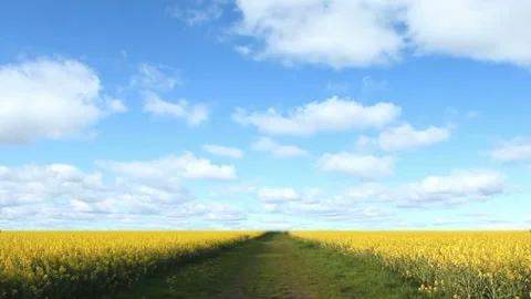 Video clip composite features a canola field and a time lapse of soft white Stock Footage 160670328