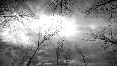 Video clip composition features a dark forest during nighttime and a severe Stock-Footage 160602085