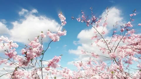 Video clip composition features a flowering cherry tree and a clouds time lapse Stock Footage 160816721