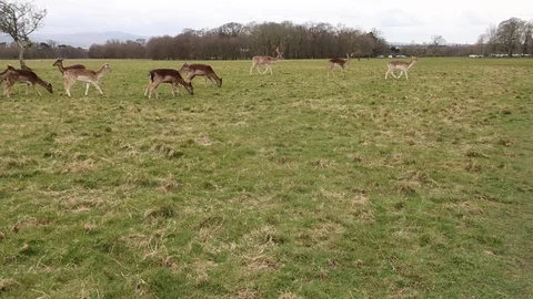 Video clip with deers Stock Footage 128933094
