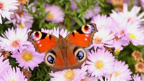 Video clip features a beautiful macro shot of a butterfly on a flower during Stock Footage 160814554