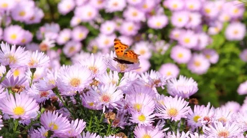 Video clip features a beautiful macro shot of a butterfly sitting on a flower Stock Footage 160827578