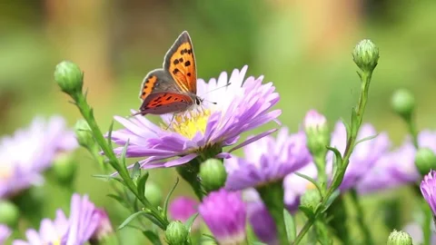 Video clip features a beautiful macro shot of a butterfly sitting on a flower Stock Footage 160828061