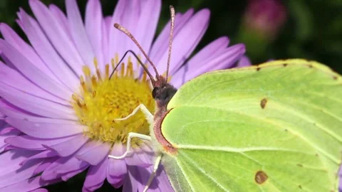 Video clip features a beautiful macro shot of a butterfly on a flower during Stock Footage 160832203