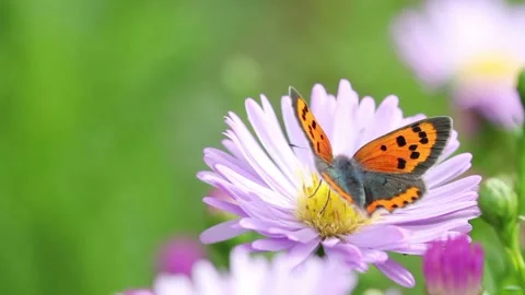 Video clip features a beautiful macro shot of a butterfly sitting on a flower Stock Footage 160833258