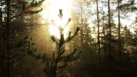 Video clip features a composite of a pine tree forest scenery and magical Stock Footage 160669010