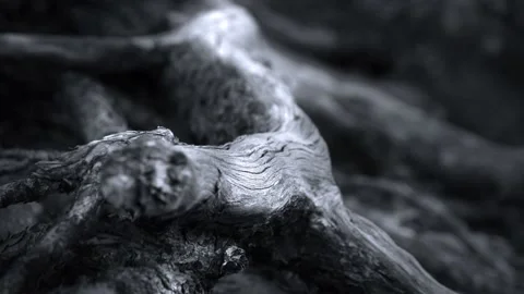 Video clip features a dark toned spooky background with wooden roots and Stock Footage 160666527