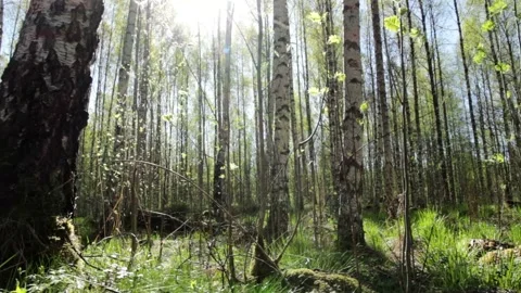 Video clip features a dolly shot in a lush forest during early summertime Stock Footage 160826424