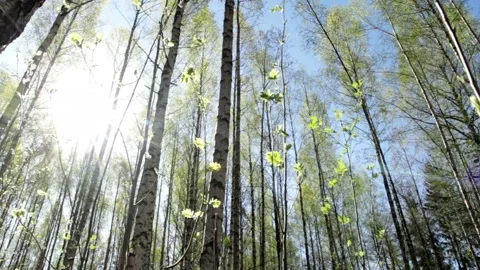 Video clip features a dolly shot in a lush forest during early summertime Stock Footage 160826560