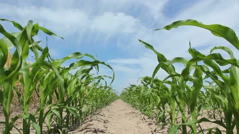 Video clip features a dolly shot in a field with juvenile corn crops Stock Footage 160826776