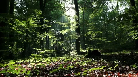 Video clip features a dolly shot in a lush forest during early summertime Stock Footage 160828567