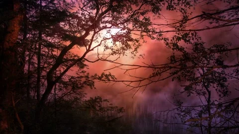 Video clip features a forest scenery background and a glowing warm light Stock Footage 160602350