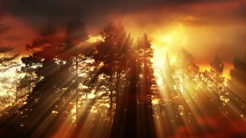 Video clip features a forest scenery background and a glowing warm light Stock Footage 160603849