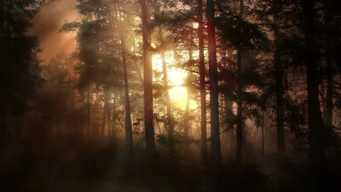 Video clip features a forest scenery background and a glowing warm light Stock Footage 160605809