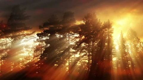Video clip features a forest scenery background and a glowing warm light Stock Footage 160612143