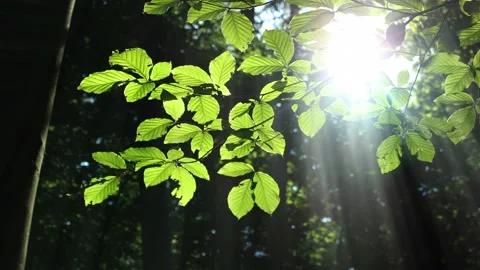 Video clip features a green forest with sunlight beaming through the scenery Stock Footage 160828652