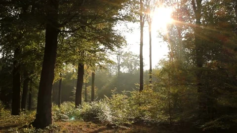 Video clip features a green forest with sunlight beaming through the scenery Stock Footage 160830112