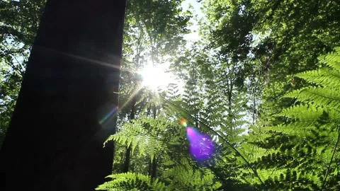 Video clip features a green forest with sunlight beaming through the scenery Stock Footage 160832444