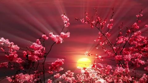 Video clip features a red and yellow sunset background scenery Stock Footage 160606134