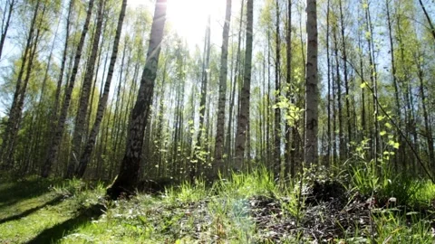 Video clip features a slider shot in a sunny lush forest during summertime Stock Footage 160823868