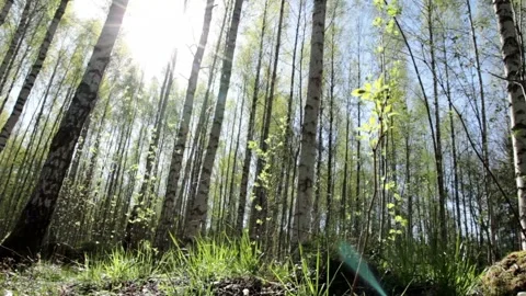 Video clip features a slider shot in a sunny lush forest during summertime Stock Footage 160827501