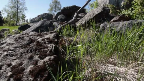 Video clip features a slow slider shot in a lush nature scenery during Stock Footage 160826142