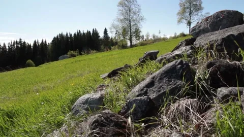 Video clip features a slow slider shot in a lush nature scenery during Stock Footage 160826355