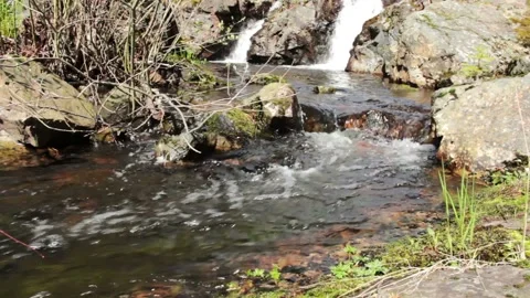 Video clip features a slow slider shot in a lush nature scenery during Stock Footage 160827254