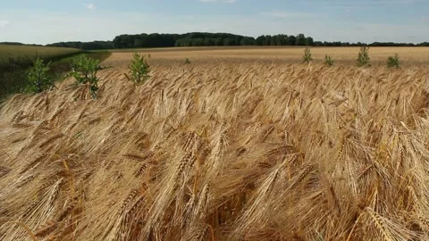 Video clip features a time lapse shot of a wheat field during summertime Stock Footage 160834784
